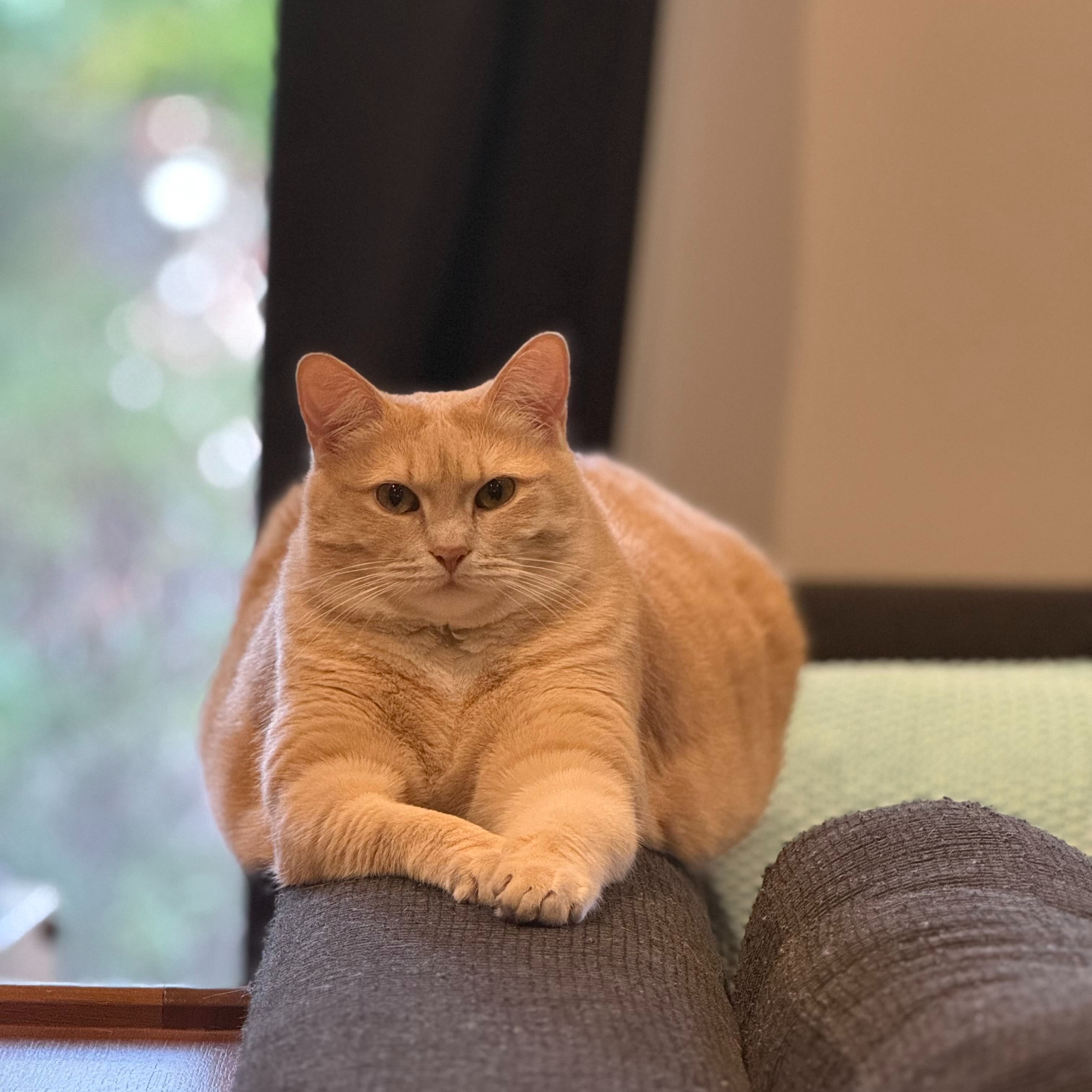 Kat